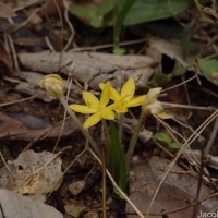 Curculigo orchioides Gaertn.